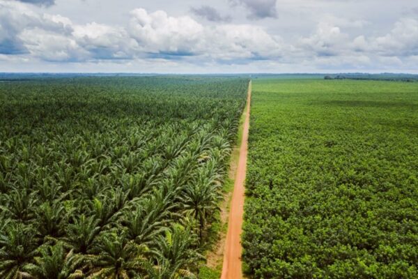 São Tomé e Príncipe investe 16 milhões em finanças verdes para transformar cacau e pescas até 2030