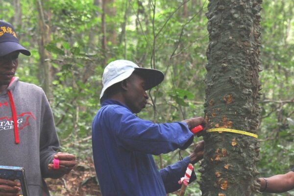 Comissão das Florestas da África Central disponível para apoiar São Tomé na valorização dos recursos agro-florestais